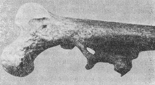 Остеоз стегна Pithecantropus erectus
