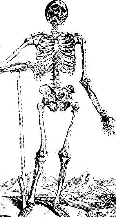 Малюнок скелета з атласу Везалія